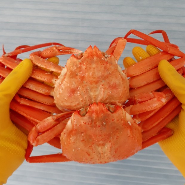 포항 자숙 10마리 후포리: 꼼꼼 분석 & 활용법, 맛있는 선택 가이드!